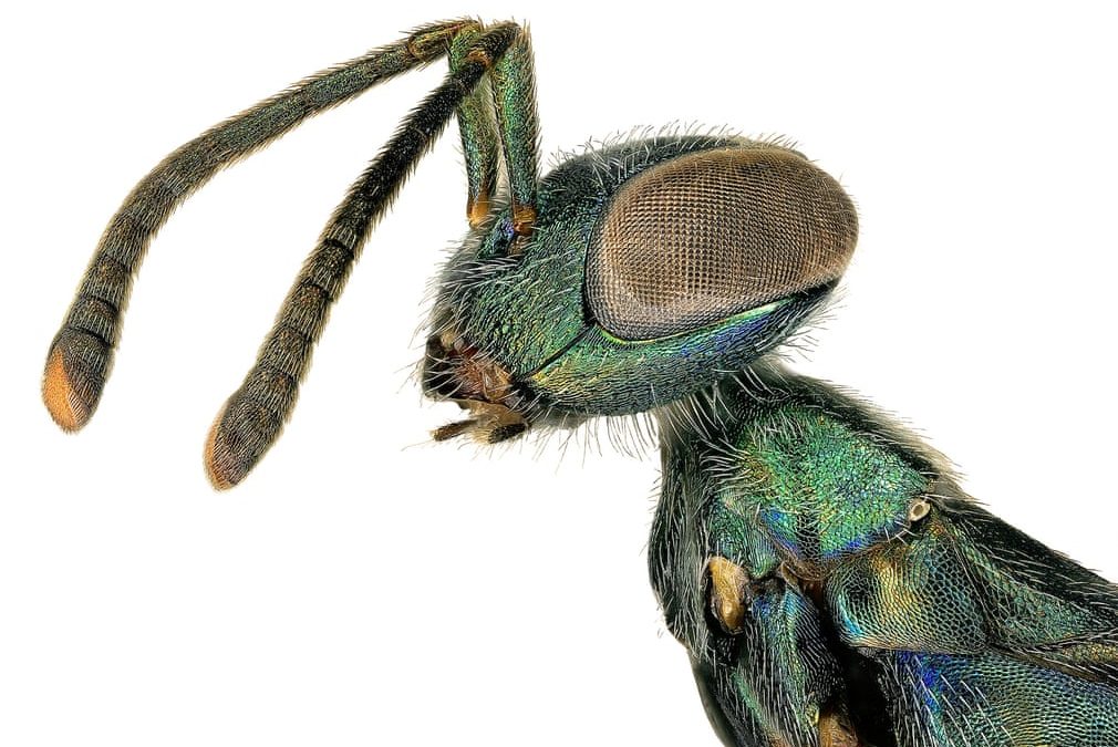 Spiky, hairy, shiny: LA abuzz with insect discoveries, in pictures – Guardian