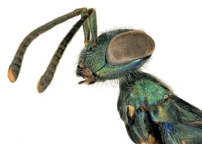 Spiky, hairy, shiny: LA abuzz with insect discoveries, in pictures – Guardian