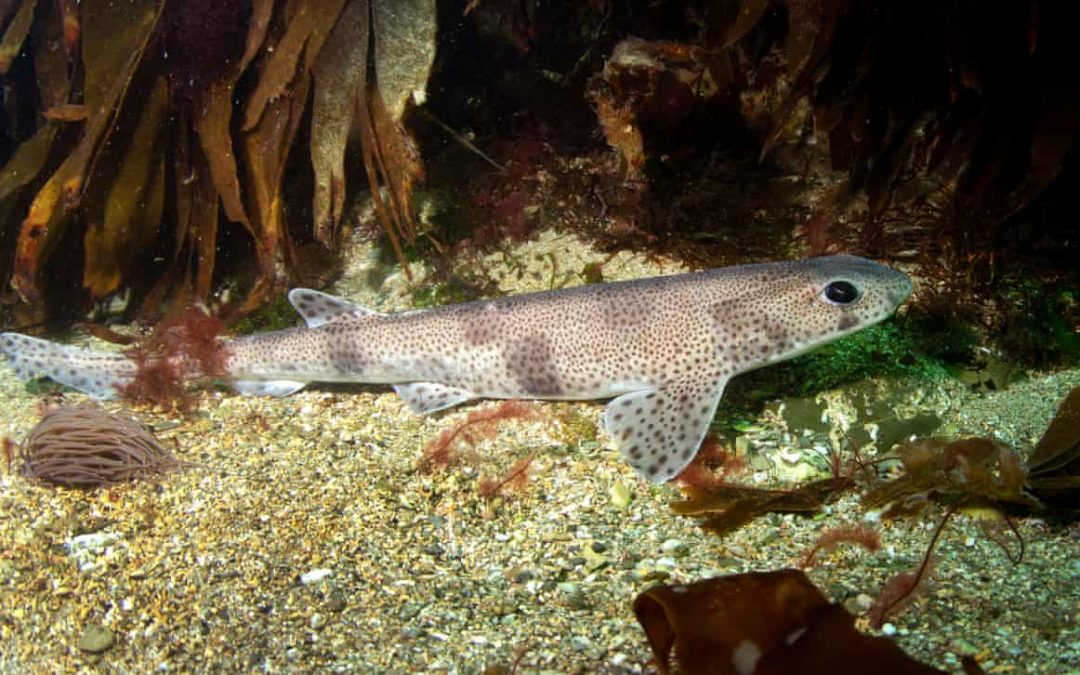 Most UK sharks have consumed plastics, study finds – Guardian