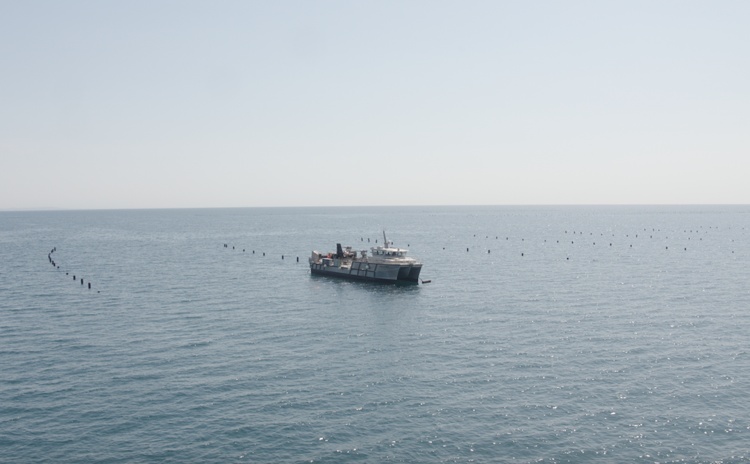 Farms of the future: mussel farming given a new lifeline – Positive News