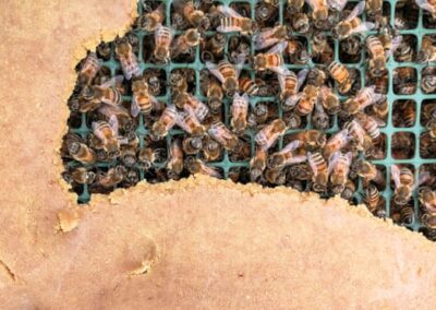 New nectar: could artificial pollen make life sweeter for bees? Guardian
