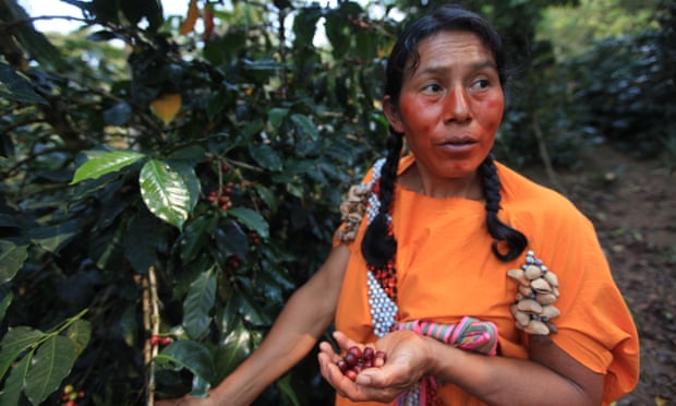 Special brew: eco-friendly Peruvian coffee leaves others in the shade – Guardian