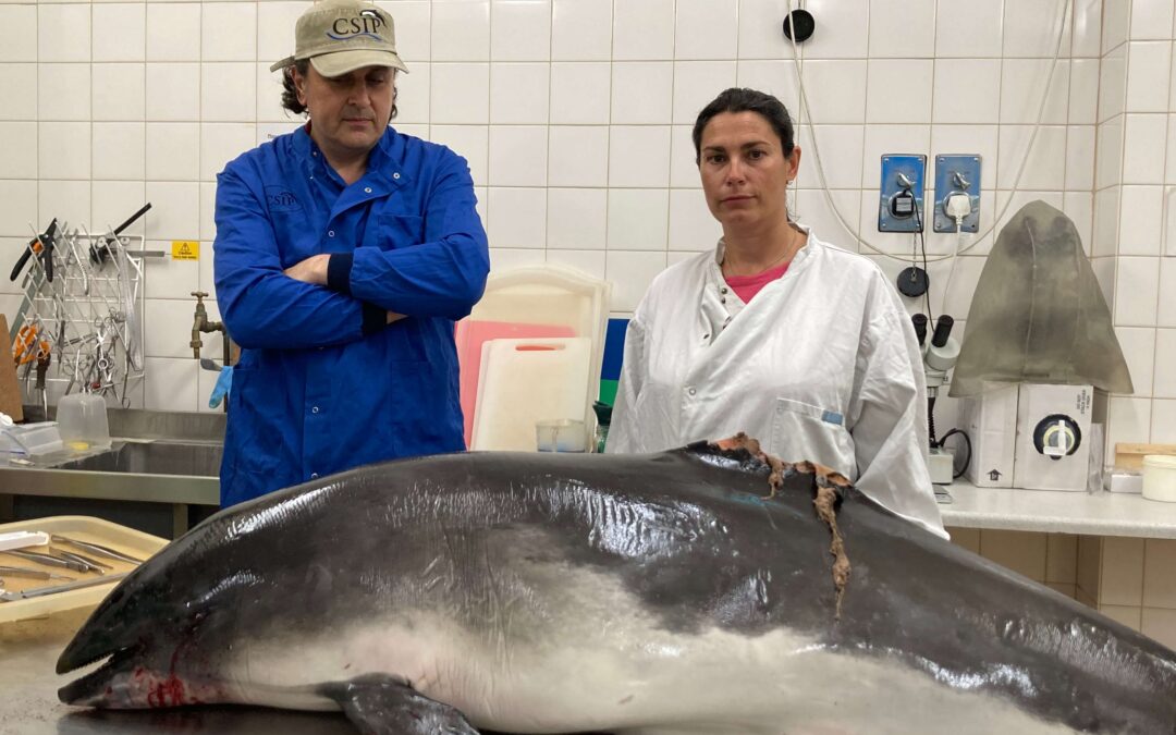 Blood, guts and suspiciously mangled fins: inside a porpoise autopsy – Guardian